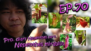 EP.70 Pro. diary Nepenthes part1 N. mirabilis(หม้อข้าวหม้อแกงลิง ,เขนงนายพราน)