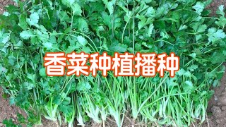 香菜（芫荽）种植/播种/种子加工方法