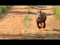 The Most Excited Baby Rhino Ever!