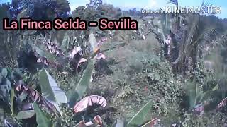 INTRODUCTION TO  LA FINCA SELDA-SEVILLA