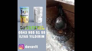 Yumurtadan yeni çıkan yavru elle nasıl bakılır ?