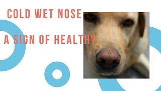 Your Dog Has A Cold Nose - Sign of Health?