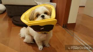 シーズー犬もぐ☆ご飯♪ご飯♪---Mogu the shihtzu☆dinner time!!!