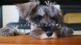 生後3ヶ月のミニチュアシュナウザーをお迎え！【子犬/家族が増えました/日常】