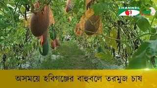 অসময়ে হবিগঞ্জের বাহুবলে তরমুজ চাষ