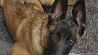 Weber County man who shot dog avoids jail time