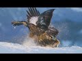 winged wonders birds of prey in iraq s skies wildlife cuteanimal