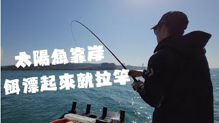 [台北港船磯]船磯2024 釣黑鯛 赤翅遇到亂洨魚 八里船磯正期魚種紛紛報到 深水黑格來不及就餌就被攔截 #一支釣 #黑鯛 #船磯