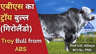 एबीएस का ट्रॉय बुल्ल (गिरोलैंडो) | Troy Bull (Girolando) from ABS