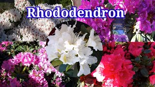 กุหลาบพันปี Rhododendron  ดอกไม้ฤดูร้อนในต่างแดน ทำไมชื่อพันปี? มีประโยชน์แบบนี้?รีบหามาปลูกแล้วจ้า