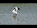 avocet and its call 4k