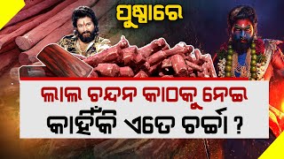 Red sandalwood smuggling ।। Real story of pushpa 2 || PUSPA 2 MOVIE || SPECIAL STORY ||