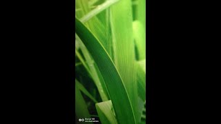 Wadakaha (වදකහ)l l  acorus calamus [ surya grahana l how to drink juice of wadakaha acorus calamus