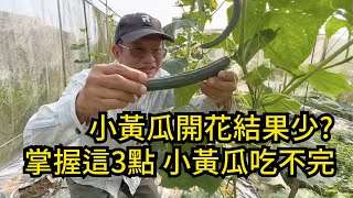 小黃瓜開花結果期如何管理?掌握三個重點，讓小黃瓜持續結果的教學 | 阿星種植