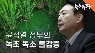 윤석열 정부의 녹조 독소 불감증 - 뉴스타파