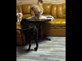 cane corso vs maine coon which is better guard