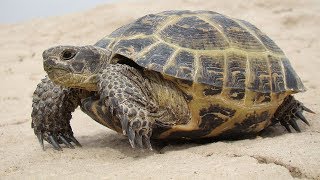 RUSSIAN TORTOISE  #Testudo horsfieldii