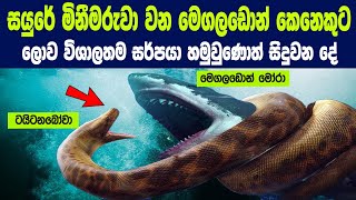 භයානක මෙගලඩොන් මෝරෙකුට ලොව විශාලතම සර්පයා හමුවුණොත් මොකද වෙන්නේ ? | Megalodon vs Biggest Snake Ever