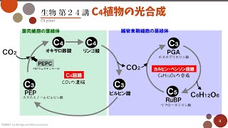 【高校生物】第24講「C4植物」