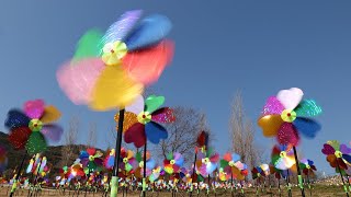 かざぐるまの「花畑」が満開　国営明石海峡公園