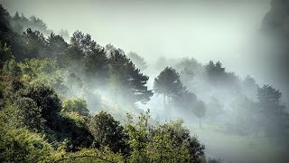 Mystical Morning Fog: Nature's Beautiful Blanket #fogs #alain #uae