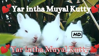 Yar intha muyal kutty| whatsapp status| Tamil status