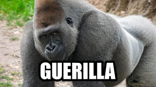 [GUERILLA] - LaGiBeTe Literally