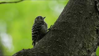 コゲラ Japanese pygmy woodpecker の癒し動画