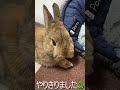 家族動物うさぎ　上手！　日常　2023 9 14