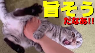 主が噛まれまくるスコティッシュフォールドの機嫌が悪い日の朝。子猫お迎えからの日記 #shorts