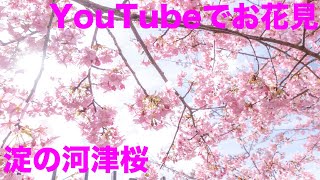 【YouTubeでお花見】淀の河津桜 スライドショー