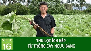 THU LỢI ÍCH KÉP TỪ TRỒNG CÂY NGƯU BÀNG | VTC16