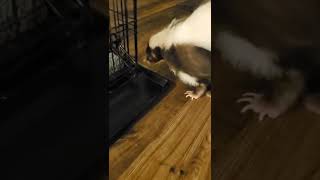 Gizmo the SKUNK Explores the Upstairs! #shorts #skunks