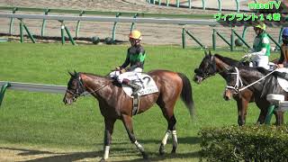 【４Ｋ現地撮影】2020年11月7日福島競馬場３Ｒヴィブラント１４着