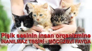 Pişik səsinin insan orqanizminə İNANILMAZ TƏSİRİ - MÖCÜZƏVİ FAYDA