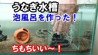 うなぎ水槽　泡風呂を作った【日淡水槽2018#32】