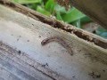 HAWAII'S #1 COCONUT THREAT : BANANA MOTH