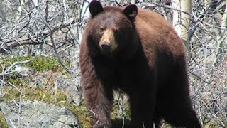 JAK PŘEŽÍT SETKÁNÍ S MEDVĚDEM - HOW TO SURVIVE A BEAR MEETING