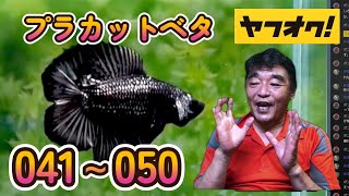 【ヤフーショッピング】プラカット　オス　10匹　05M0423-041から050