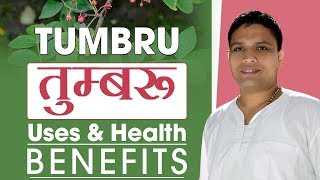 तुम्बरू (Zanthoxylum armatum) - Uses \u0026 Health Benefits | Acharya Balkrishna