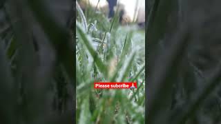 മഞ്ഞിൽ പൊതിഞ്ഞ Scotland #christmas2022 #scotland #snow #tending #youtubeshorts