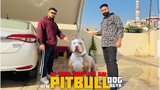 New Pitbull Dog agya Ghar main 😱 || Aj Rani pr shop pr gai hum 😜