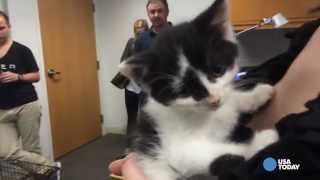 Uber delivers cats on 'National Cat Day'
