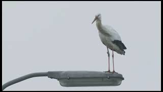 natuurnieuws Texel, Ooievaar