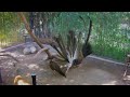 great argus pheasant courtship dance