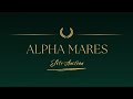 alpha mares auction lot 10 emerald x hapache de verby