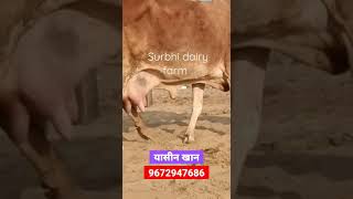 👍#Super#rathi#cow for sale🙏||9672947686 || #shorts #youtubeshorts