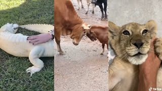 ANIMAL'S ARE AWESOME COMPILATIONS