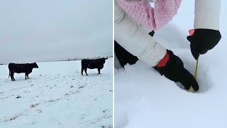 Hasta seis pulgadas de nieve cubren Celina tras tormenta invernal en Texas