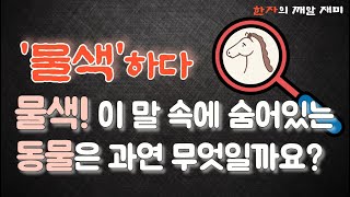 39. 한자의 깨알 재미 - 물색하다! 물색의 어원은 어떤 동물과 관련이 있을까요?